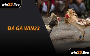 Đá Gà WIN23