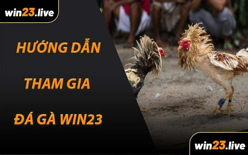 Hướng dẫn tham gia Đá Gà WIN23