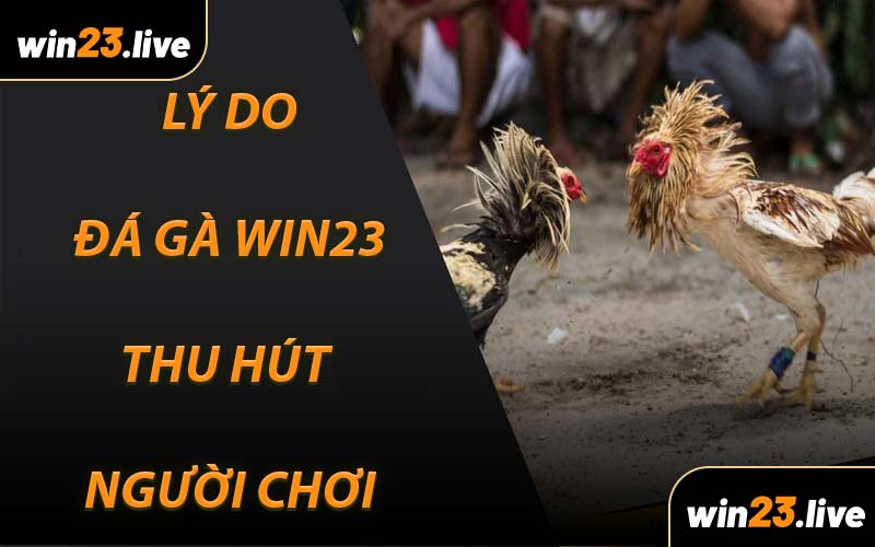 Lý do Đá Gà WIN23 thu hút người chơi