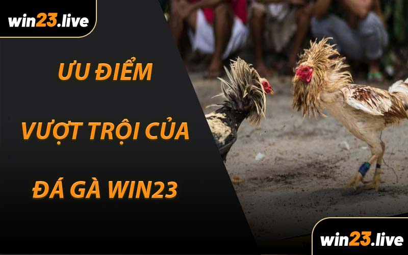 Ưu điểm vượt trội của Đá Gà WIN23