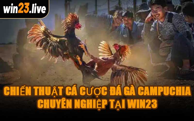 Chiến Thuật Cá Cược Đá Gà Campuchia Chuyên Nghiệp Tại WIN23