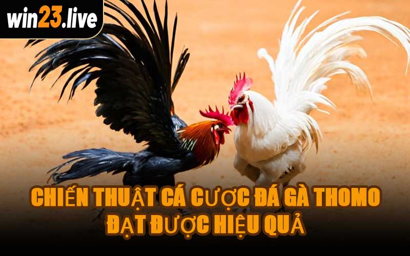 Chiến Thuật Cá Cược Đá Gà Thomo Đạt Được Hiệu Quả