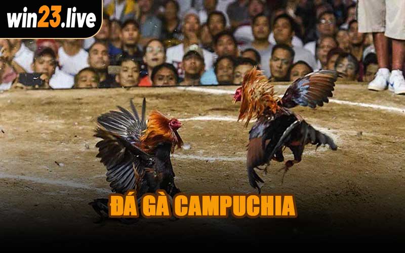 Đá Gà Campuchia