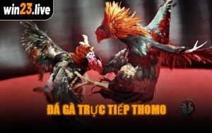 Đá Gà Trực Tiếp Thomo