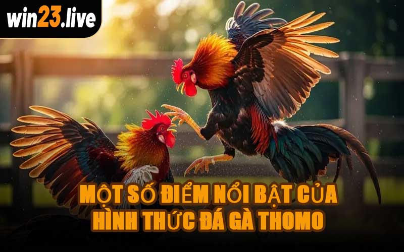 Một Số Điểm Nổi Bật Của Hình Thức Đá Gà Thomo