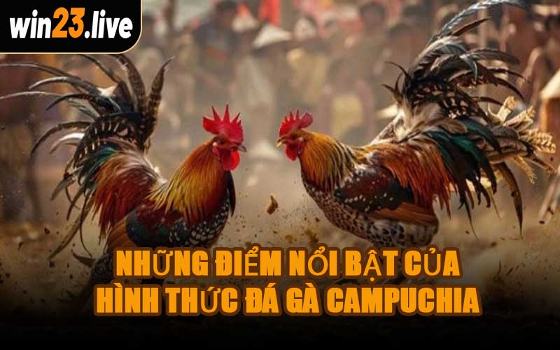 Những Điểm Nổi Bật Của Hình Thức Đá Gà Campuchia